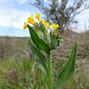 amsinckia menziesii var. intermedia